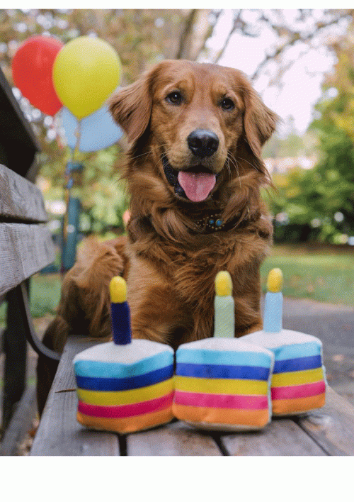 BAASJE - Erkend huiselijk hondenpension - Play - Party Time Collection - Bone-Appetite Cake