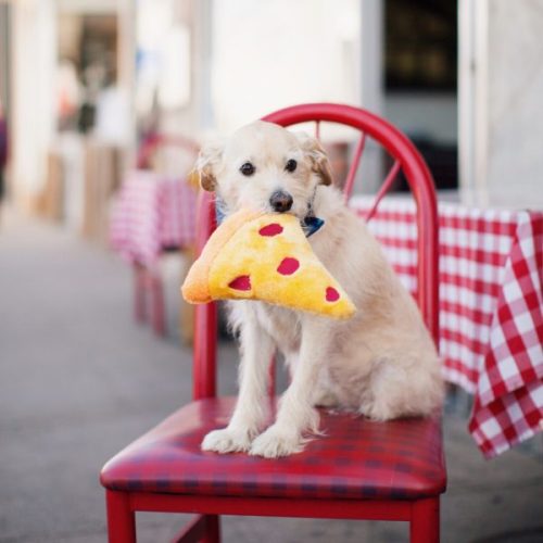 BAASJE - Erkend huiselijk hondenpension - DIERENOPPAS - DIERENBOETIEK - ZIPPYPAWS – Nomz Nomz - Pizza