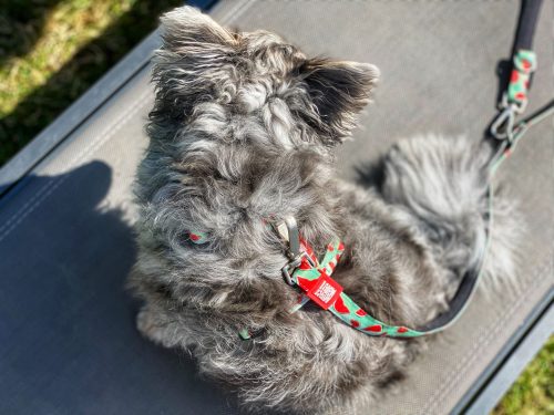 BAASJE - Erkend huiselijk hondenpension - DIERENBOETIEK - MAX & MOLLY - Watermelon - MULTI-FUNCTION LEASH - model3