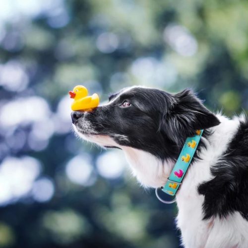 BAASJE - Erkend huiselijk hondenpension - DIERENBOETIEK - MAX & MOLLY - Ducklings - SMART ID COLLAR - model1