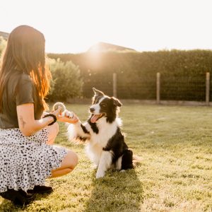 BAASJE - Erkend huiselijk hondenpension - DIERENOPPAS - WEBSHOP