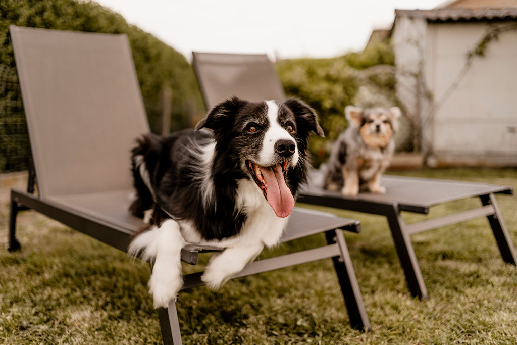 BAASJE - Erkend huiselijk hondenpension - DIERENOPPAS - WEBSHOP