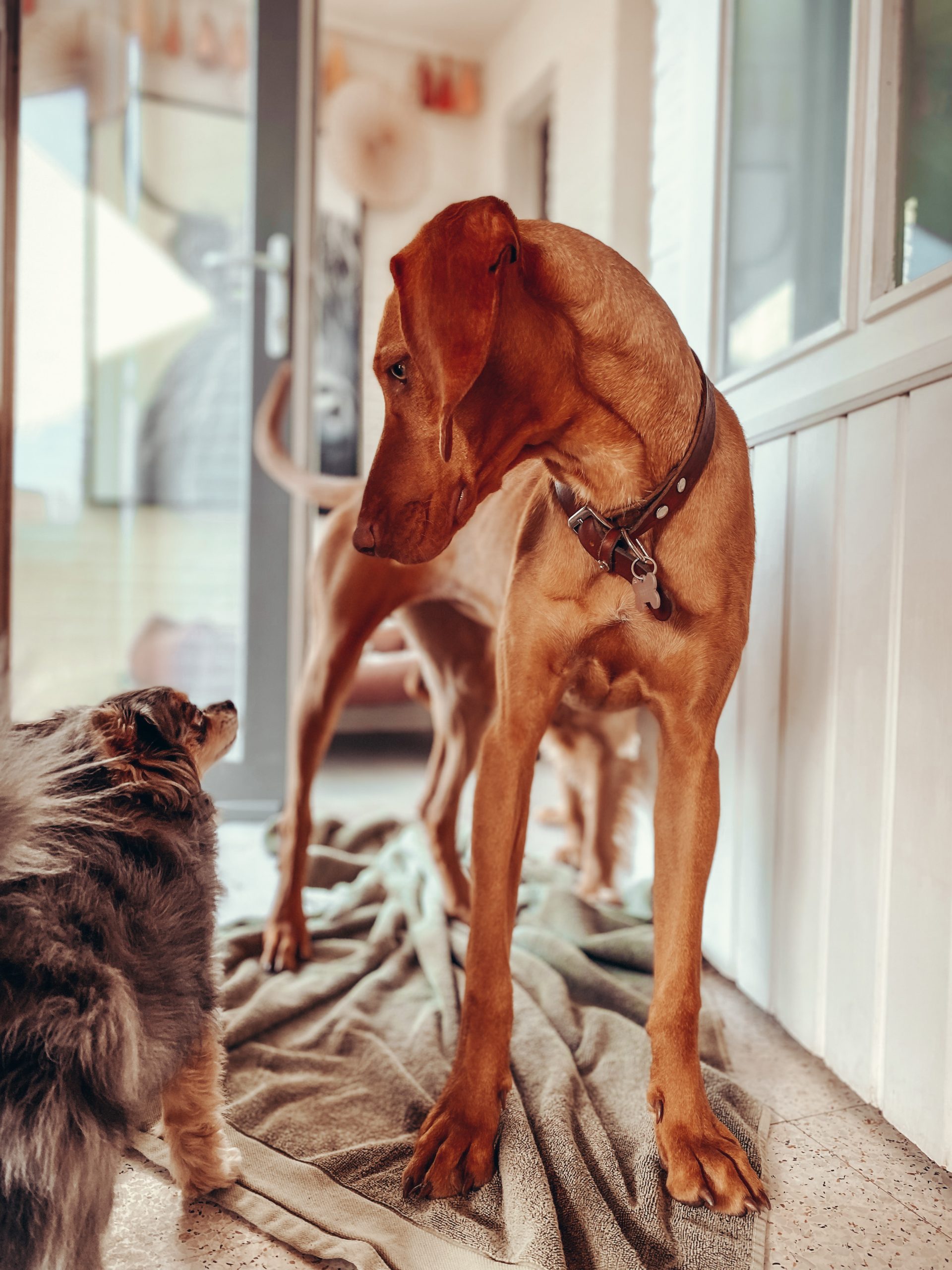 BAASJE - Erkend huiselijk hondenpension - Sfeerbeelden - Pippa & Niño