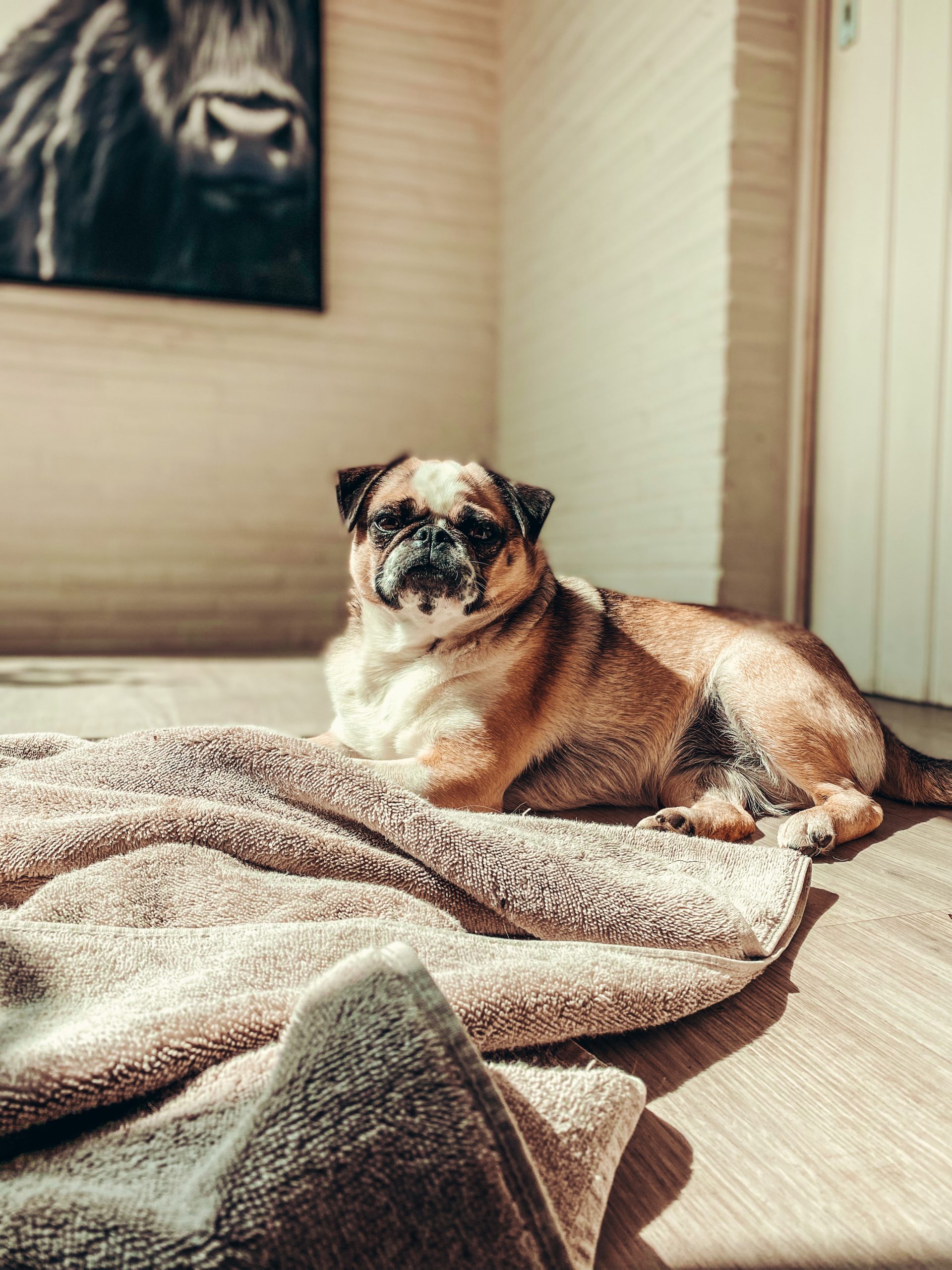 BAASJE - Erkend huiselijk hondenpension - Sfeerbeelden - Penny