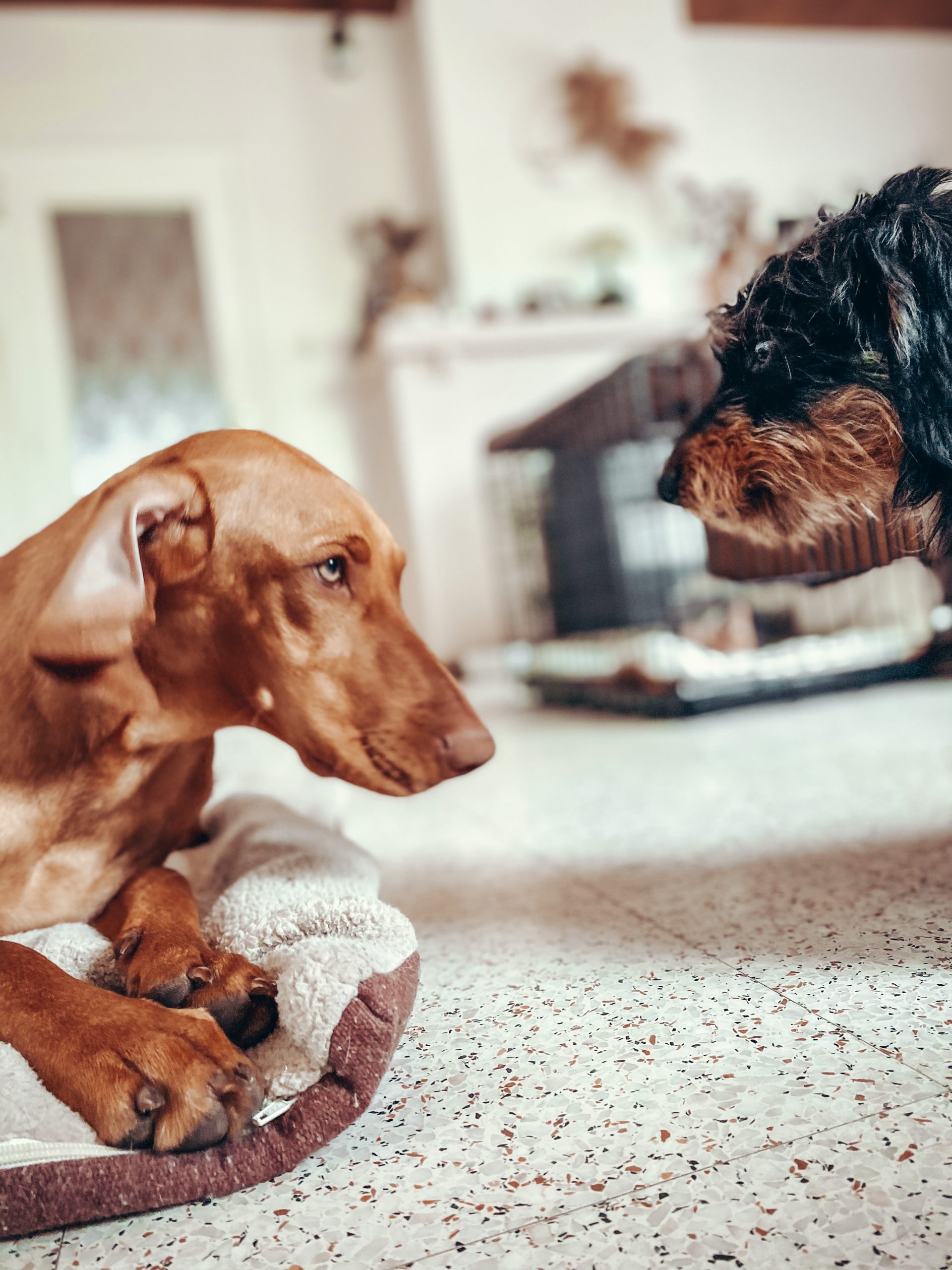 BAASJE - Erkend huiselijk hondenpension - Sfeerbeelden - Pippa & Fons