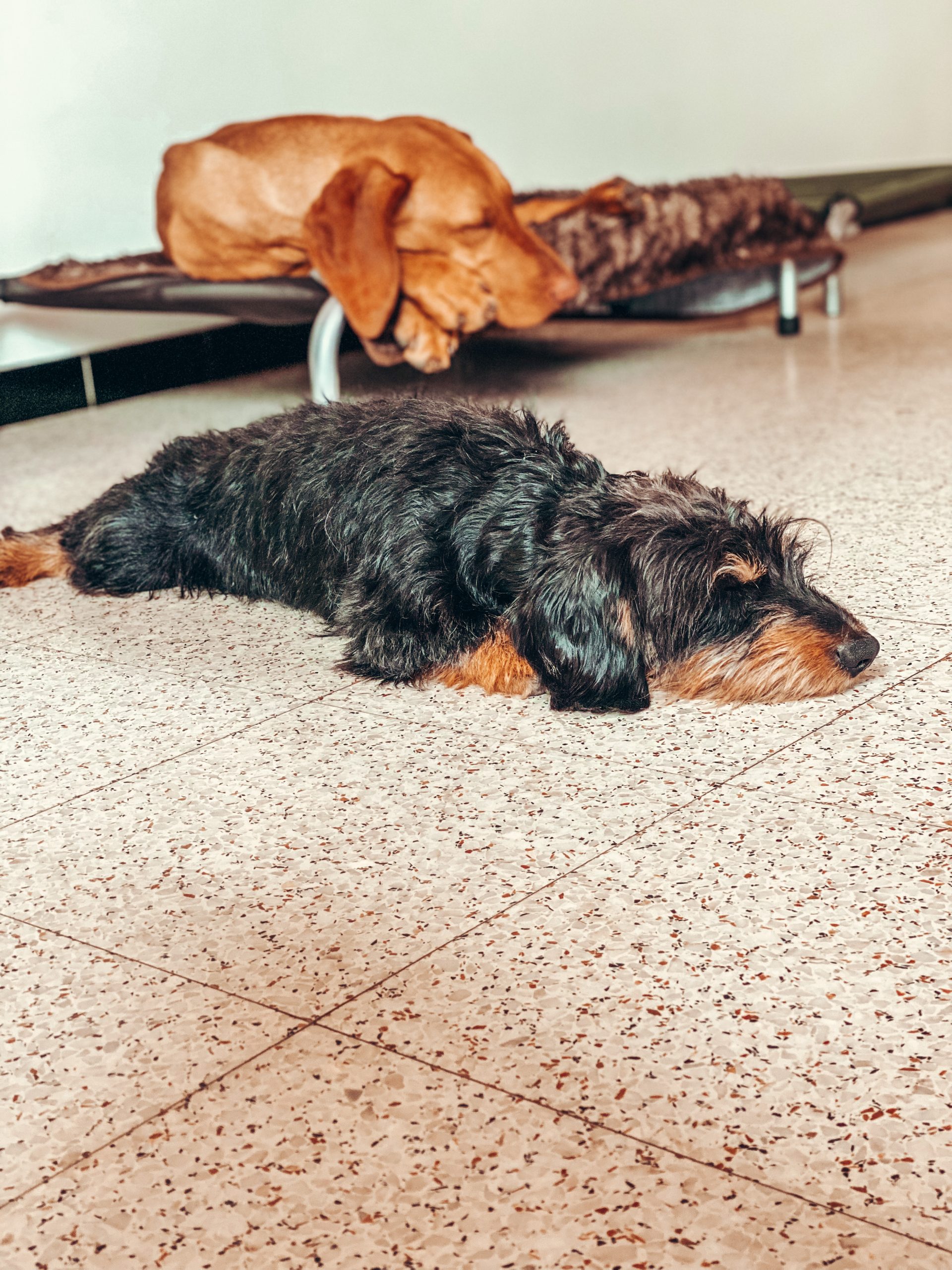 BAASJE - Erkend huiselijk hondenpension - Sfeerbeelden - Fons & Pippa