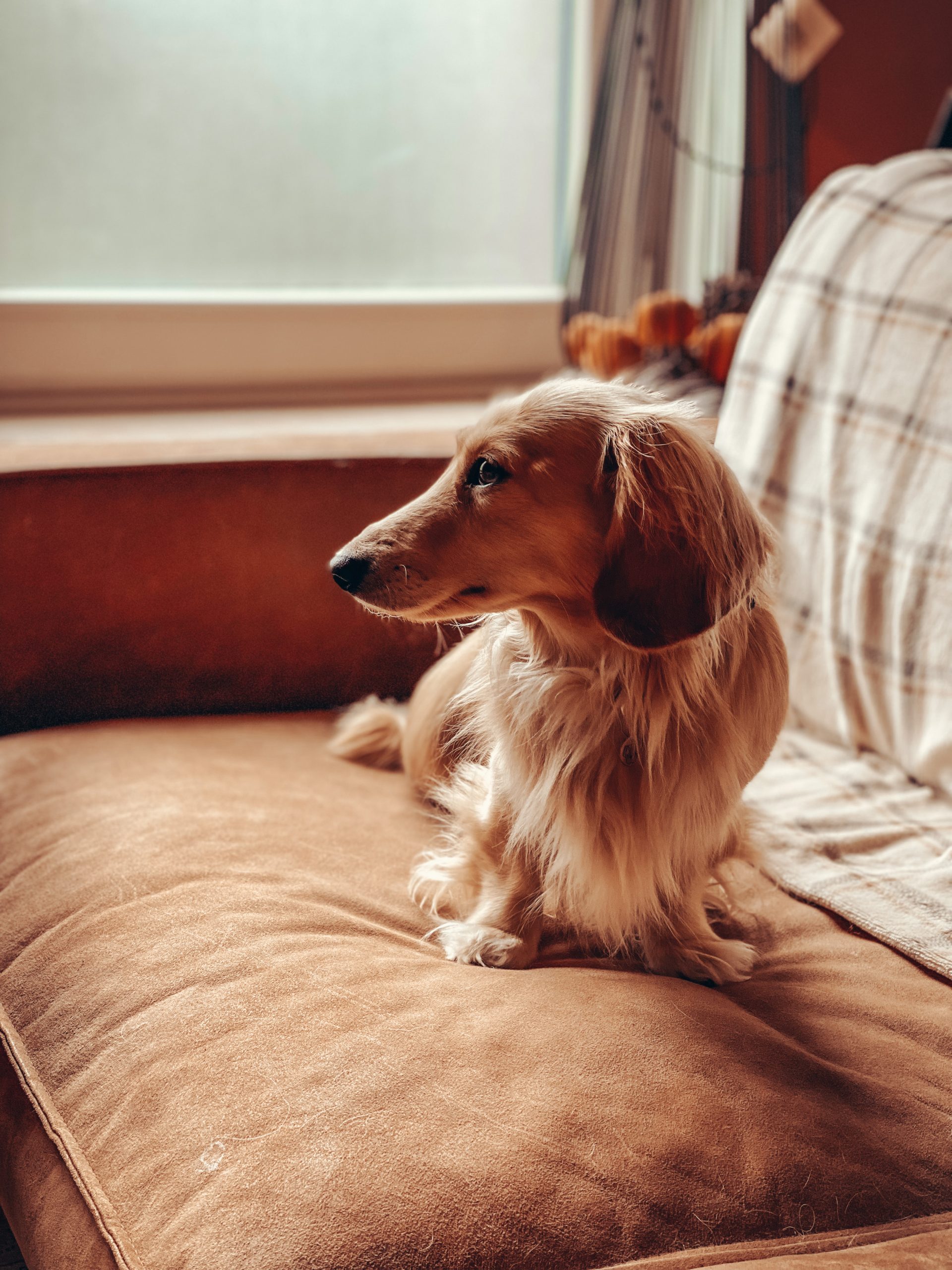 BAASJE - Erkend huiselijk hondenpension - Sfeerbeelden - FINNLEY