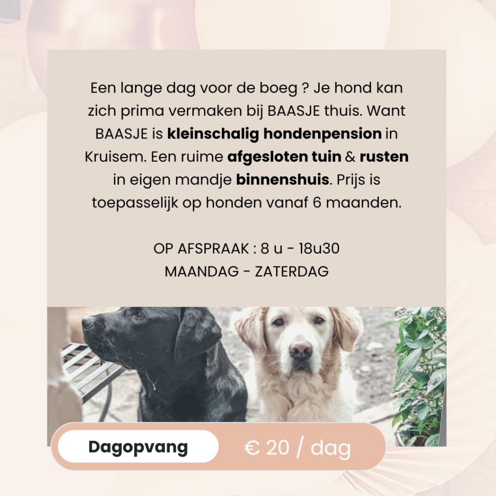 BAASJE - DIERENBOETIEK - DIERENOPPAS - huiselijk hondenpension - erkend hondenpension - tarieven - diensten - dagopvang