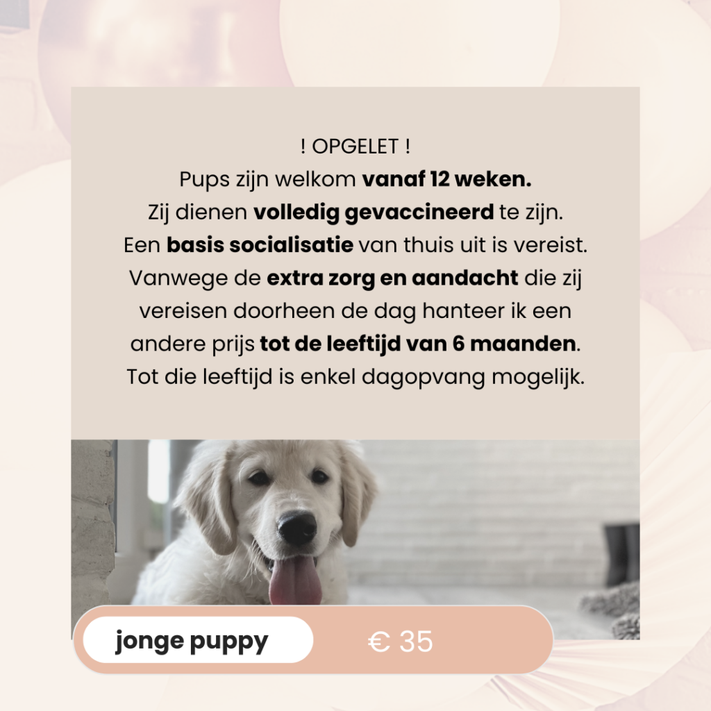 BAASJE - DIERENBOETIEK - DIERENOPPAS - huiselijk hondenpension - erkend hondenpension - tarieven - diensten - jonge puppy