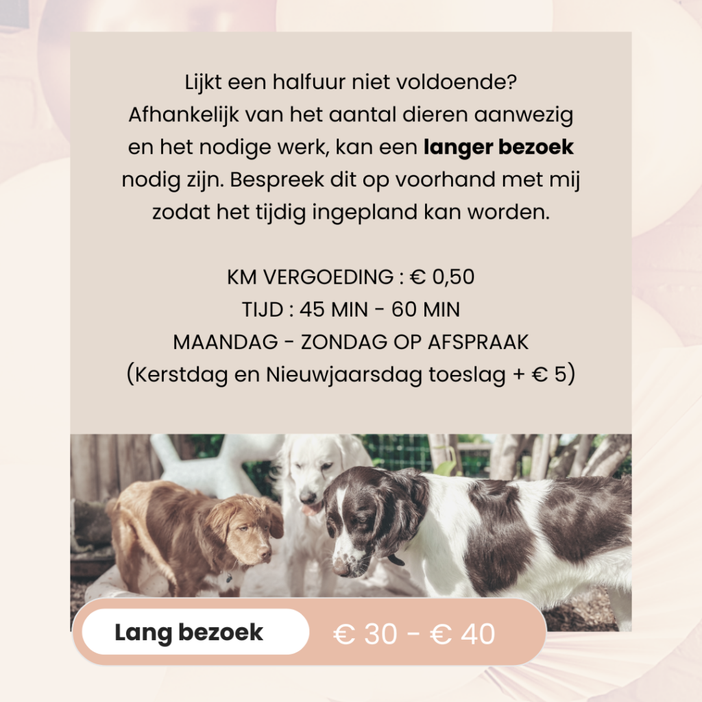BAASJE - DIERENBOETIEK - DIERENOPPAS - huiselijk hondenpension - erkend hondenpension - tarieven - diensten - lang bezoek
