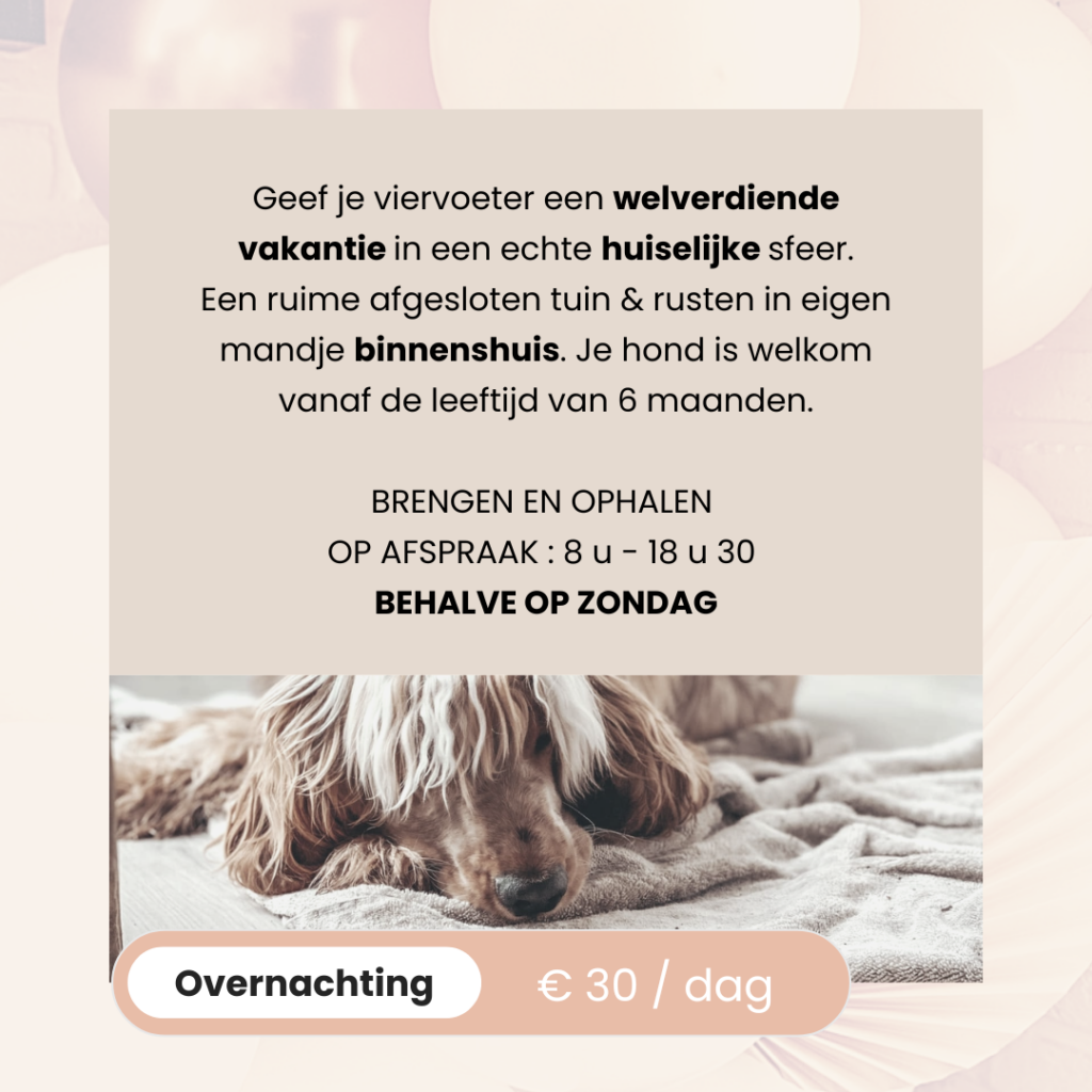 BAASJE - DIERENBOETIEK - DIERENOPPAS - huiselijk hondenpension - erkend hondenpension - tarieven - diensten - overnachting